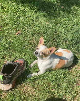 Chihuahua di 4 anni