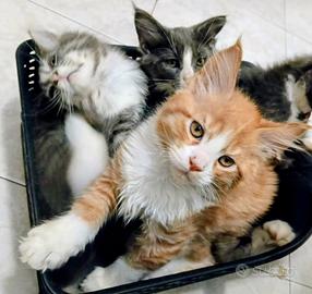 Cuccioli Maine coon