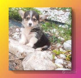 Corgi Pembroke