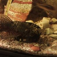 Ancistrus coppia adulta e maschi adulti