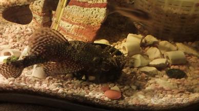 Ancistrus coppia adulta e maschi adulti