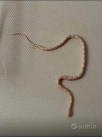 Serpenti/ snake