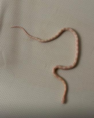Serpenti/ snake