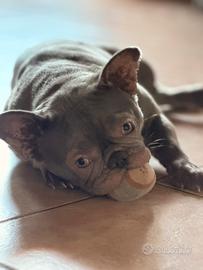 bulldog francese