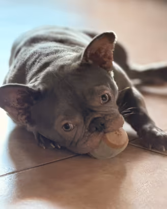 bulldog francese