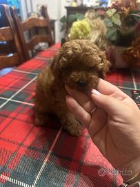 Barboncini mini Toy