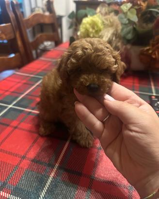 Barboncini mini Toy