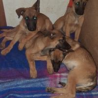 Malinois e pastore tedesco