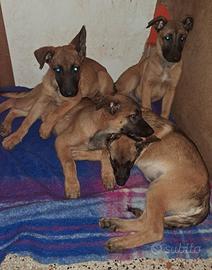 Malinois e pastore tedesco