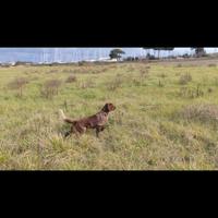 Setter femmina 18 mesi pronta caccia pedigree