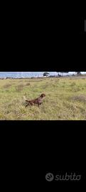 Setter femmina 18 mesi pronta caccia pedigree