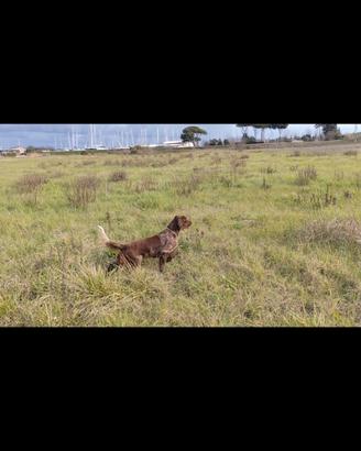 Setter femmina 18 mesi pronta caccia pedigree