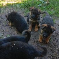 Cuccioli di pastore tedesco