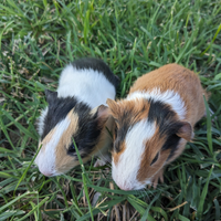 Cavie porcellini d'india