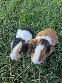 Cavie porcellini d'india