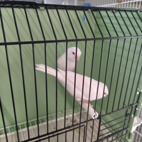 Canarini bianchi recessivi