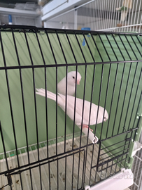 Canarini bianchi recessivi