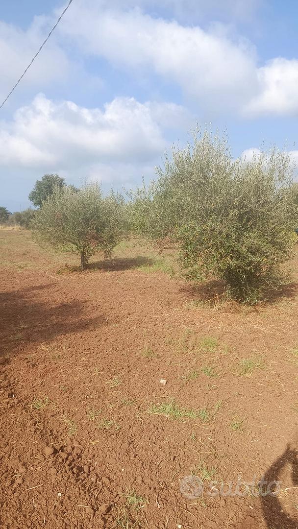 Terreno agricolo - Vista 4