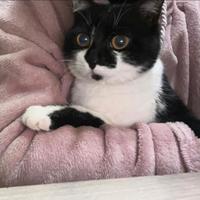 Gattina di un anno da adottare