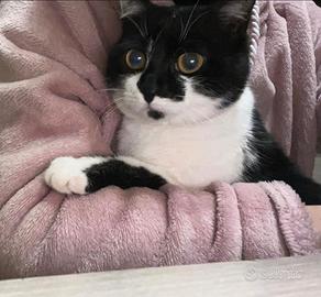 Gattina di un anno da adottare