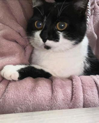 Gattina di un anno da adottare