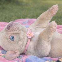 Bulldog francese blu New Shade Isabella tan