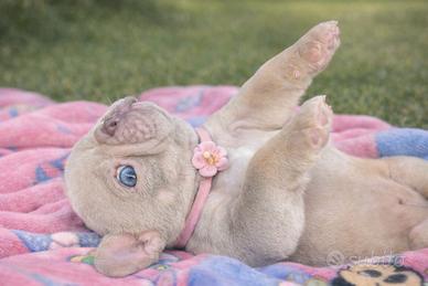 Bulldog francese blu New Shade Isabella tan