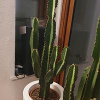 cactus Messicano