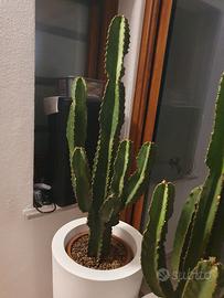 cactus Messicano