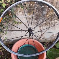 Ruota anteriore Campagnolo Shamale rim brake
