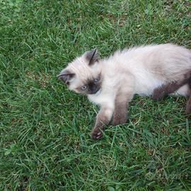 Siamese