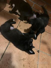 Cuccioli di due mesi