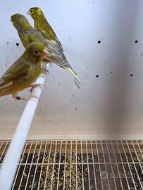 Canarini spagnoli jaspe