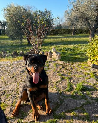 Rottweiler cucciolo alta genealogia