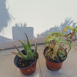 2 piante aloe