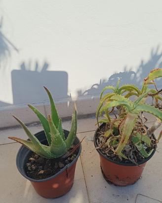2 piante aloe