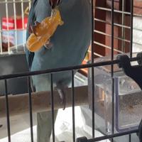 Parrocchetto dal collare