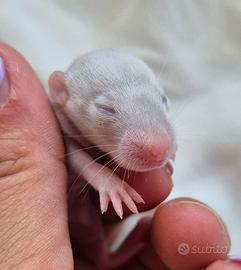 Ratto domestico