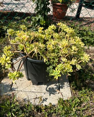Piante