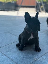 Bulldog francese