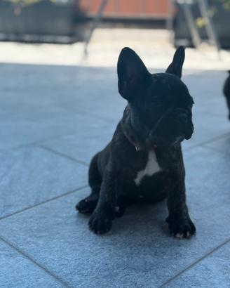 Bulldog francese