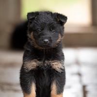 Pastore tedesco cuccioli