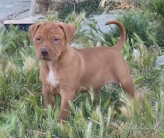 Pit bull