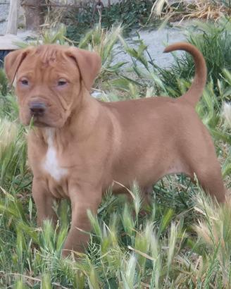 Pit bull