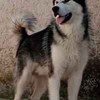 Alaskan Malamute disponibile per monta