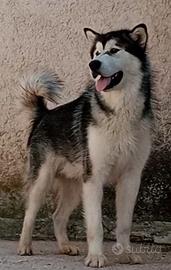 Alaskan Malamute disponibile per monta