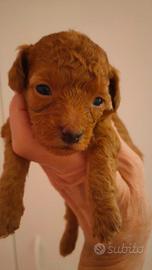 Femmina barboncina RED