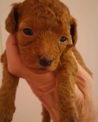 Femmina barboncina RED