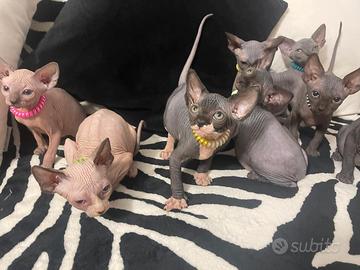 Sphynx misti