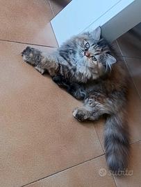 cucciola persiano tricolore tartarugata 